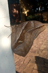 Eryphanis automedon amphimedon