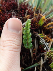 Jamesonia longipetiolata