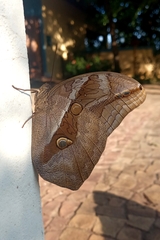 Eryphanis automedon amphimedon