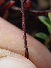 Jamesonia longipetiolata