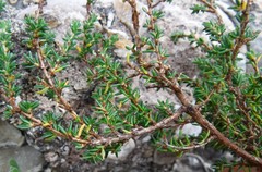 Cliffortia brevifolia