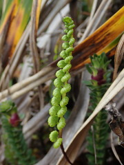 Jamesonia longipetiolata