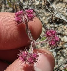 Chorizanthe douglasii