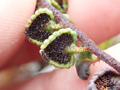 Jamesonia longipetiolata