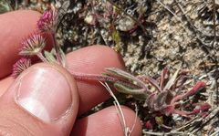 Chorizanthe douglasii
