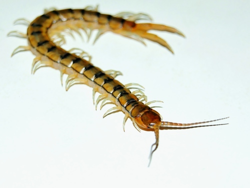 Mediterranean Banded Centipede