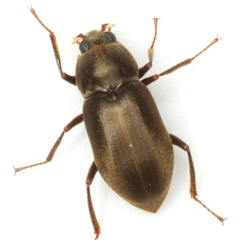 Helichus lithophilus