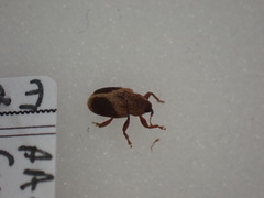 Lignyodes enucleator