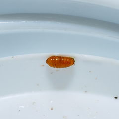 Liriomyza clianthi