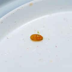 Liriomyza clianthi