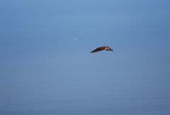 Falco tinnunculus dacotiae