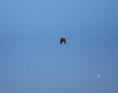 Falco tinnunculus dacotiae