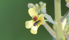 Arthrobrachus nigromaculatus