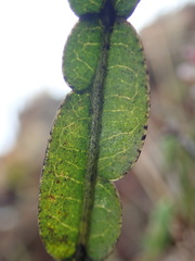 Baccharis genistelloides