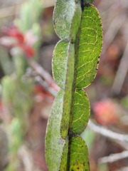 Baccharis genistelloides