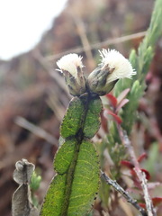 Baccharis genistelloides