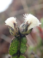 Baccharis genistelloides
