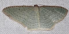 Poecilasthena pulchraria