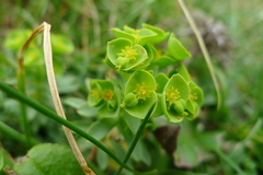 Euphorbia portlandica
