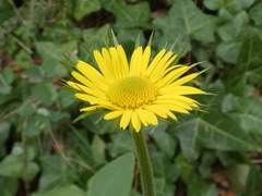 Doronicum plantagineum