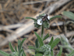 Diochanthrax morulus