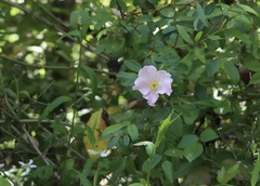 Image of Rosa palustris