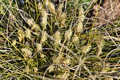 Carex humilis
