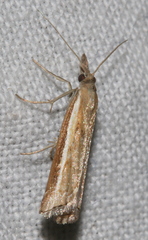 Ptochostola microphaeellus