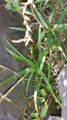 Aloe cyrtophylla image