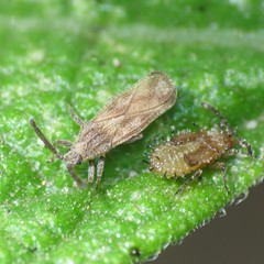 Teleonemia scrupulosa