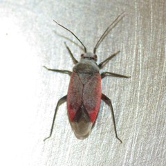 Orthotylinae
