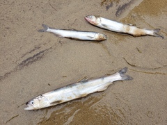 Thaleichthys pacificus