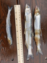 Thaleichthys pacificus