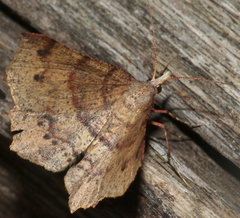 Rhinodia rostraria