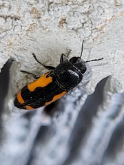 Ptosima laeta