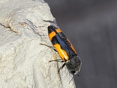 Ptosima laeta