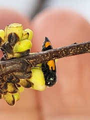 Ptosima laeta