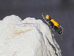 Ptosima laeta