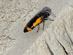 Ptosima laeta