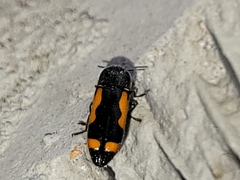 Ptosima laeta