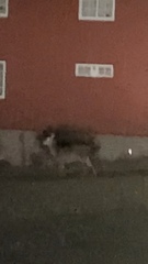 Cervus elaphus elaphus