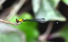 Prodasineura croconota