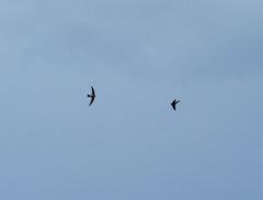 Aerodramus francicus
