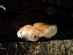 Postia pelliculosa