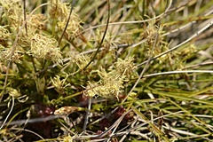 Carex humilis