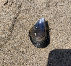Mytilus galloprovincialis