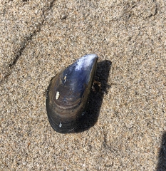 Mytilus galloprovincialis