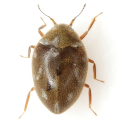 Limnichoderus naviculatus