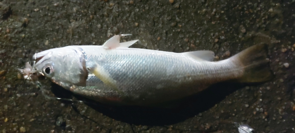 Rake drum (Stellifer rastrifer) — Sciaenidae