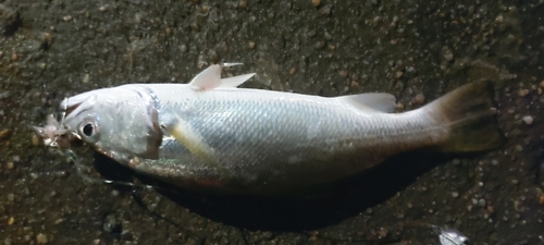 Rake drum (Stellifer rastrifer) — Sciaenidae